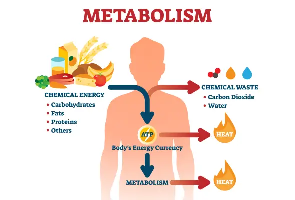 التحكم بمعدل الأيض في الجسم